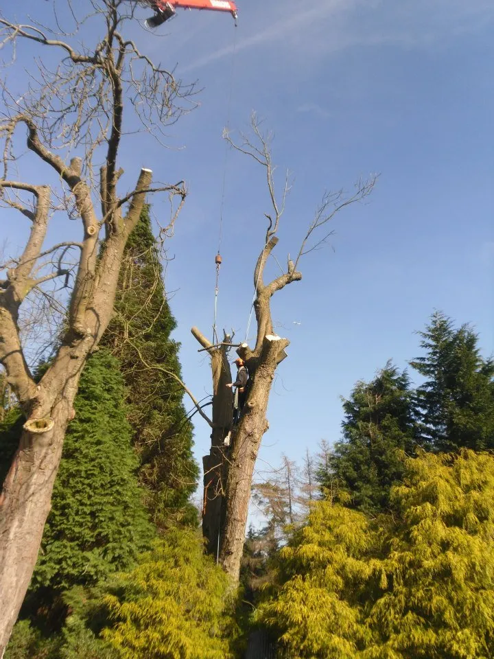Tree surgery work