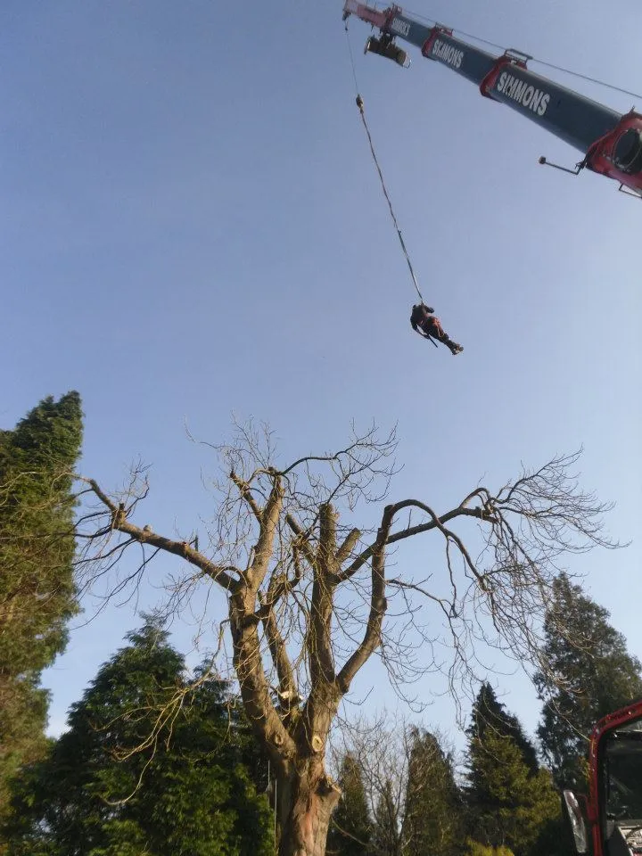Tree pruning work in progress