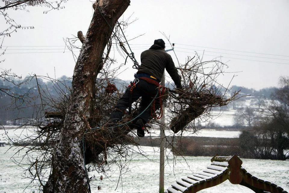 Tree surgery work