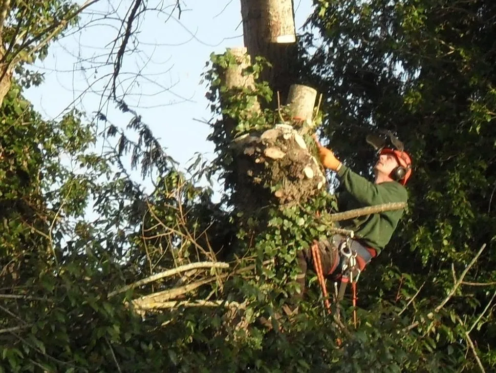 Tree surgery work