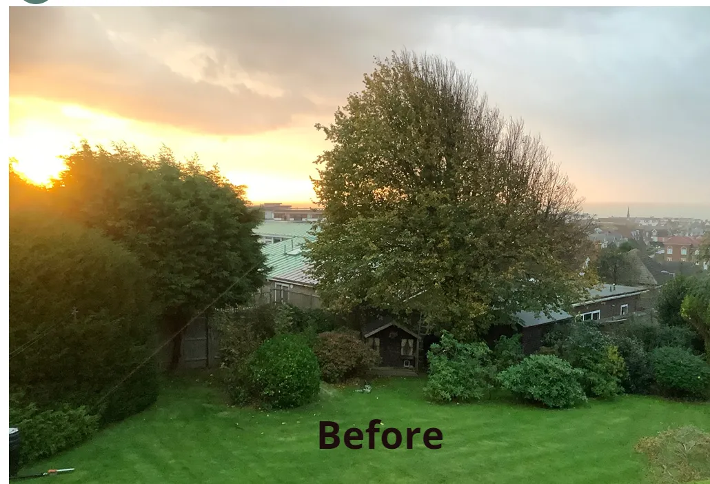 Hedge trimming maintenance