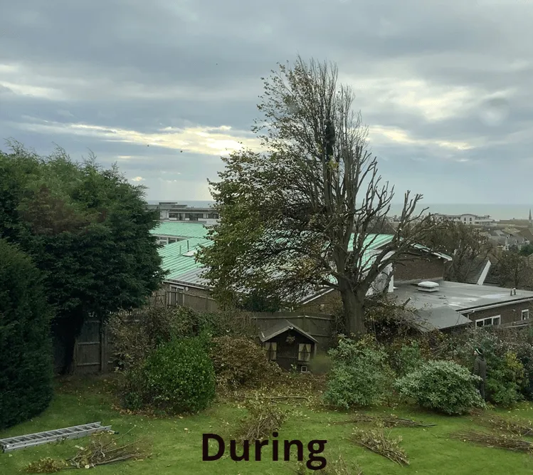 Hedge trimming work