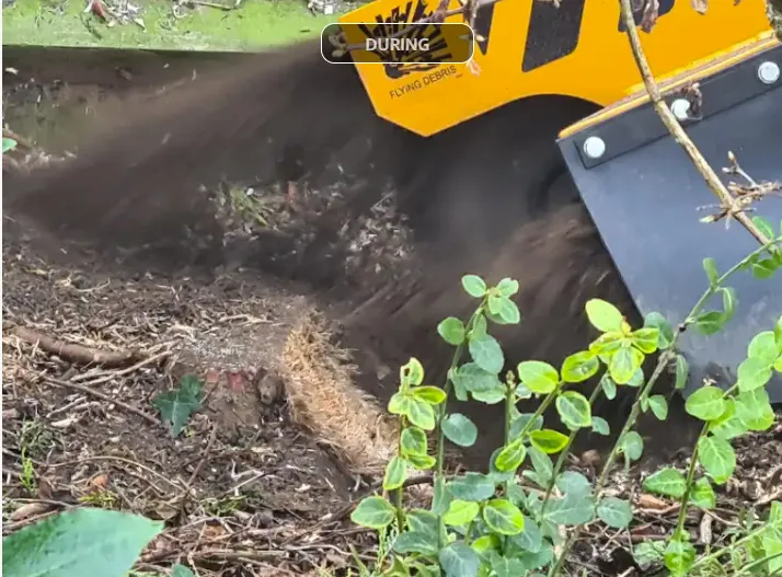 Stump grinding work
