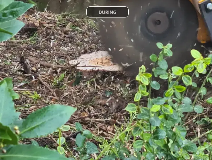 Stump grinding completed
